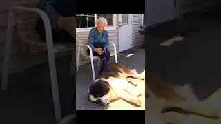 The saint Bernard A gentle giant dog breed #saintbernarddog #gentlegiant #doglover #newshort