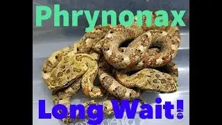 Episode 102 - Long Wait on these Little Gems! (PHRYNONAX)