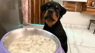 Home-made Food for Dogs with 100% Result | All Day Meals