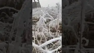 Frozen grass #winter #ice #fog #weather