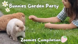 Indoor Free Roam Rabbits Explore Their New Garden | Mini Lop Bunnies