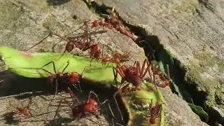The devastating ants are at work