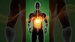 What Happens to Your Body When You Eat a Burger? 🍔🧠 | Doctor Explains Burger #HumanBody #HealthUSA