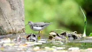 Spotted Sandpiper - Actitis macularia