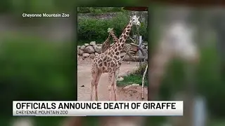 Cheyenne Mountain Zoo says goodbye to &lsquo;legendary giraffe,&rsquo; Mahali
