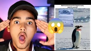 But why 🐧💔 Penguin walk alone 😳 | Meme Reaction&rdquo;
