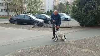 Német vizsla oktatás kiképzés utcán