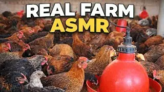 Real Chicken Coop ASMR 🐔 | Relaxing Farm Sounds #ChickenASMR#FarmSounds#ASMR#NoTalkingASMR#viral 
