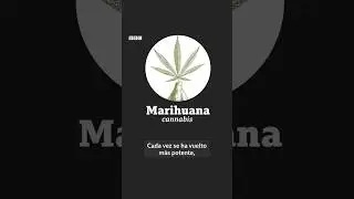 C&oacute;mo afecta la marihuana al cerebro #bbcmundo #ciencia