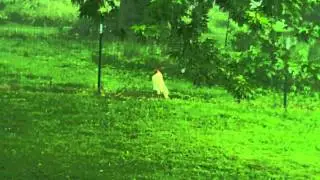 Rooster Thinks He's A Duck