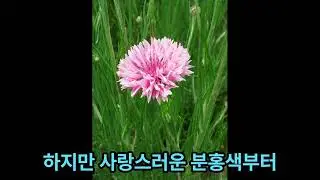 수레국화[Cornflower-Centaurea cyanus]