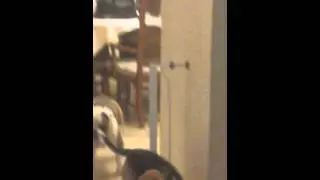 Bagel the Beagle opens the safety gate