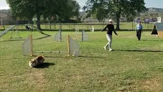 Scotty (Pembroke Welsh Corgi) AKC Agility Novice Standard Q