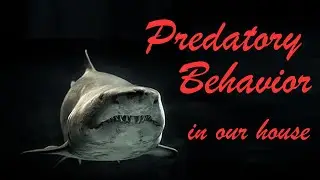 Predatory Behavior in our house