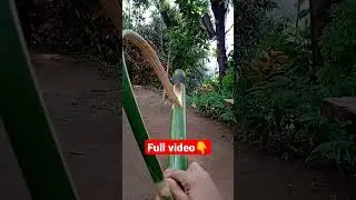 Making BOW from Bamboo 🎍 local Bamboo toygun #toygun #bamboocraft
