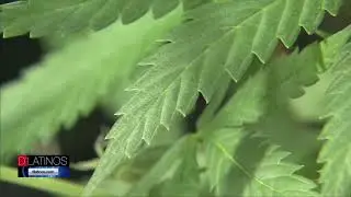 Trabajar en la industria de la Marihuana podr&iacute;a afectarle su proceso de Ciudadan&iacute;a