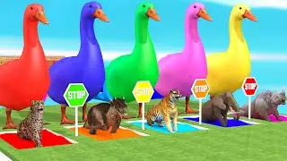 Long Slide Game With Elephant Gorilla Buffalo Hippopotamus Tiger - 3d Animal Game - Funny 3d Animals