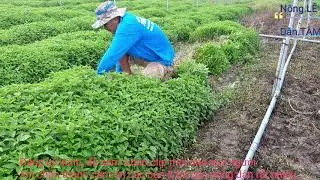 Chia sẽ kinh nghiệm, kỹ thuật trồng rau thơm, chăm sóc, thu quạch rau lứa 3 vẫn tốt