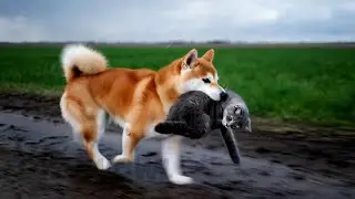 Dog Needs to Save Dying Cat Bitten by Snake FAST! 🐈🐕🐍