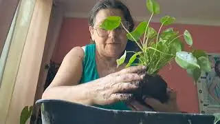 Como fazer kokedama ?   