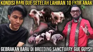 THE CONDITION OF GUE'S PIGS AFTER THE BIRTH OF 10 NEW PIG PIGS AT GUE GUYS' BREEDING SANCTUARY!!