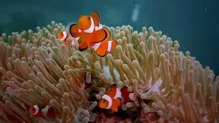 The Story of Indonesia | Footage Free 4K