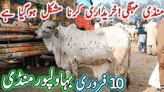 Bhawalpur Cow Mandi Today Fresh Latest Update | Sahiwal Cholistani Bachre & Cows | Cow Mandi 2025🔥