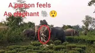 A person feels an elephant 🐘#elephant #animals #endangeredanimal 