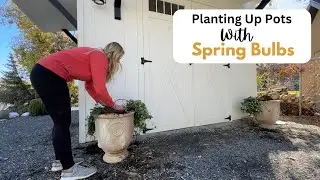Planting Up Pots with Spring Bulbs! 💐 Daffodils, Tulips and Hyacinth.