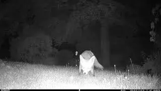 Fox finding food on the lawn #trailcamera #foxes #wildlife #uk