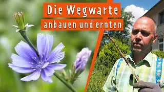 Super-Pflanze Wegwarte anbauen und in der Küche verwenden | MDR Garten