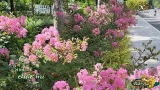 Bích Liễu . Buồn Ơi Chào Mi