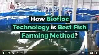 How Biofloc Technology is Best Fish Farming Method ?