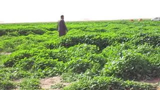 روضة الحيراء