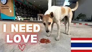 Lonely and Hungry&hellip; Stray Dog Waits Outside Laundry in Thailand 💔
