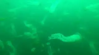Chrysaora plocamia en Tarapaca