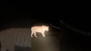 Tiger Spotted in Odisha- India