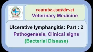 Ulcerative lymphangitis Part 2 : pathogenesis, clinical signs