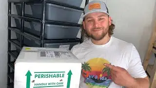 New Ball Python Unboxing!