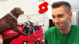 Esse é o cachorro que ANDA DE MOTO!