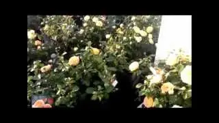 David Austin Rose - Molineux