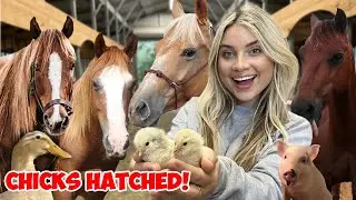 My Spring Night Routine with 40+ PETS! | Chicks HATCHING!! *SUPER CUTE ANIMALS*