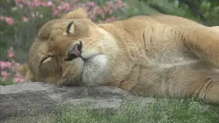 ライオン　寝ているつむぎちゃんと見守るキュウゾウくん　【茶臼山動物園】Lion Chausuyama Zoo