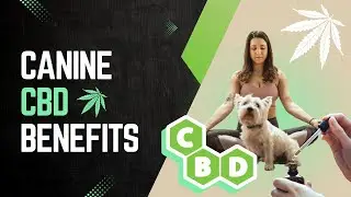 The Benefits of CBD Oil for Dogs: What You Need to Know | CBD for Dogs