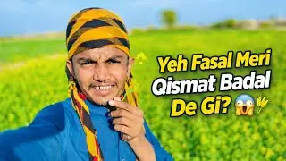 Aaj Ki Fasal | Kisan Ki Mehnat Ka Asal Sach | Village Farming volt