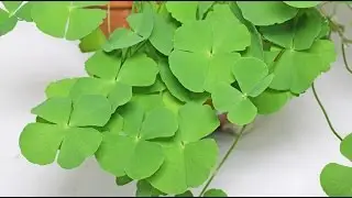 Marsilea minuta - Kleefarn, Sushni, Clover Fern