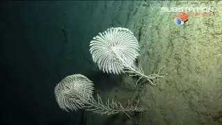 Stalked Crinoids, Dominica | Chapman Expeditions