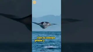 Los 10 Peces M&aacute;s VENENOSOS del Mundo: (Me equivoqu&eacute;, es la Raya la que es venenosa)