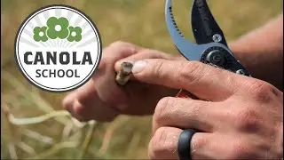 Canola School: Managing verticillium stripe before it manages you