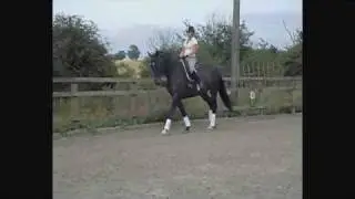 Jupiter - Bavarian (German) Warmblood
